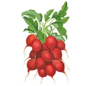 Cherry Belle Radish Seeds