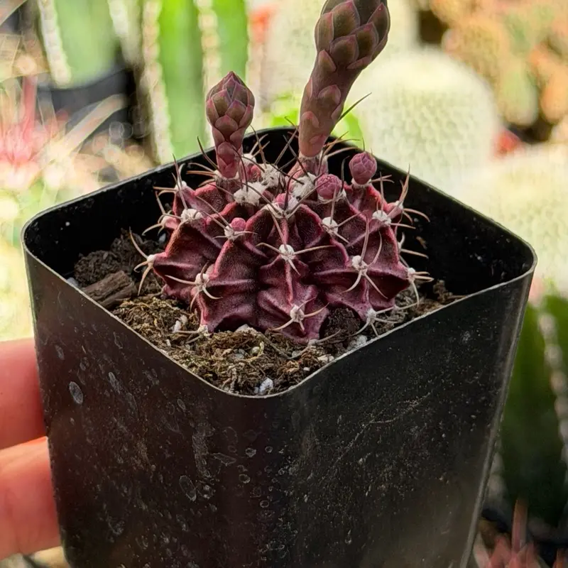 2” Gymnocalicium Friedrichii Cactus - Potted Succulent for Indoor Home Decor, Low-Maintenance Houseplant