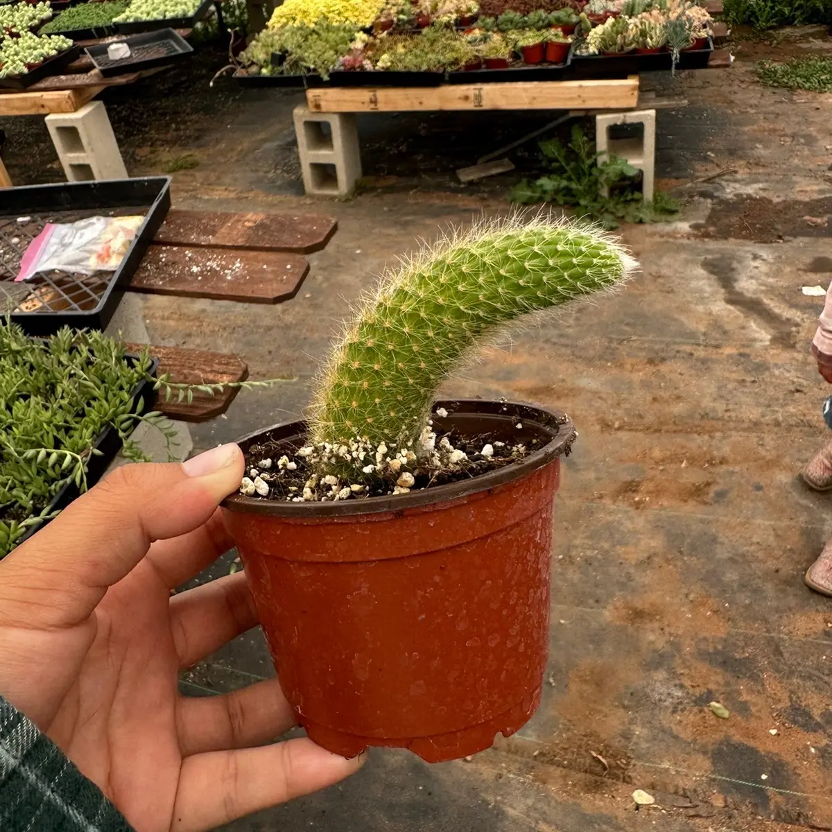 4” Monkey Tail cactus Cacti Cactus Plant