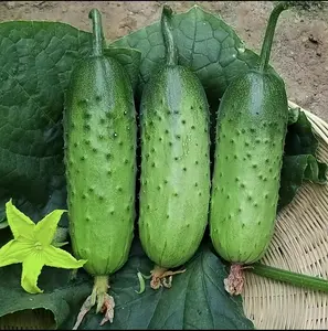 Cucumber seeds fresh vegetable seeds No need to build a trellis to garden fruit seed