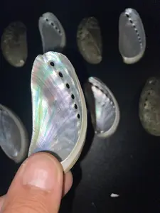 Abalone Shell