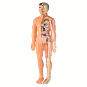 Educational STEM Kit for Teens - Anatomy Human Structure Learning Tool for Science Classroom Demonstrations And Displays - 30pcs Human Anatomy Model Set - Medical Teaching Skeleton Model Kit with Removable Organs - Removable Skeleton And Full Torso