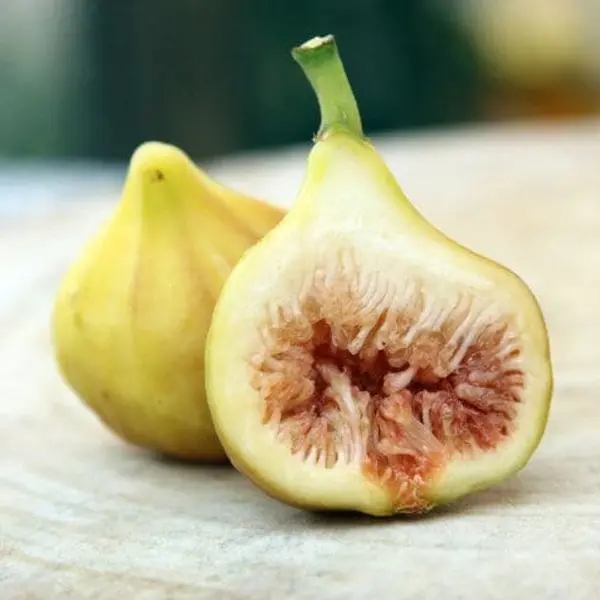 Lsu Gold Fig Tree Live for Planting, Ficus Carica Tree for The Patio and Garden 4 to 6 Inch Tall