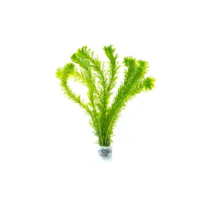 Egeria Densa