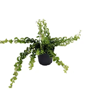 Curly Lipstick Plant - Aeschynanthus Rasta - Easy Blooming House Plant -4" Pot