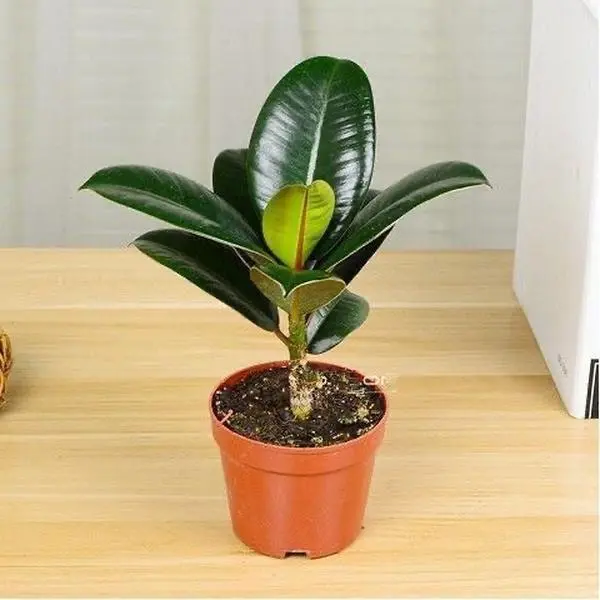 Ficus Elastica Rubber Plant Seedling Potted, Glossy Green Leaves Indoor Houseplant, Low Maintenance Air Purifying Potted Plant for Home Office Apartment Decor