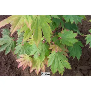 Acer japonicum 'Otaki' Full Moon Japanese Maple