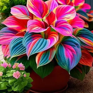 Vibrant Pink and Blue Hosta Seeds for Gardening & Home Decor Superb Colorful Petals Enhance Beauty Natural Look Ideal for Enthusiasts