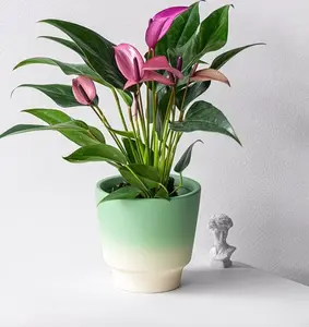 RZ-13  Anthurium Purple Live Houseplant 4 Inch Pot | Elegant Tropical Indoor Plant for Home & Office Decor