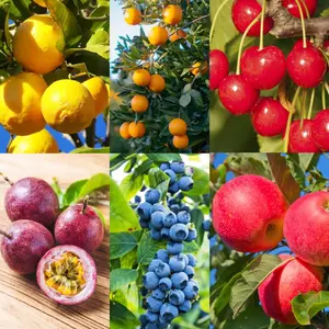 300+ Mixed Dwarf Bonsai Fruit Tree Seeds – 6 Varieties (Strawberry, Raspberry, Mulberry, Blueberry, Cherry) for Indoor & Outdoor Growing, Organic Heirloom Seeds