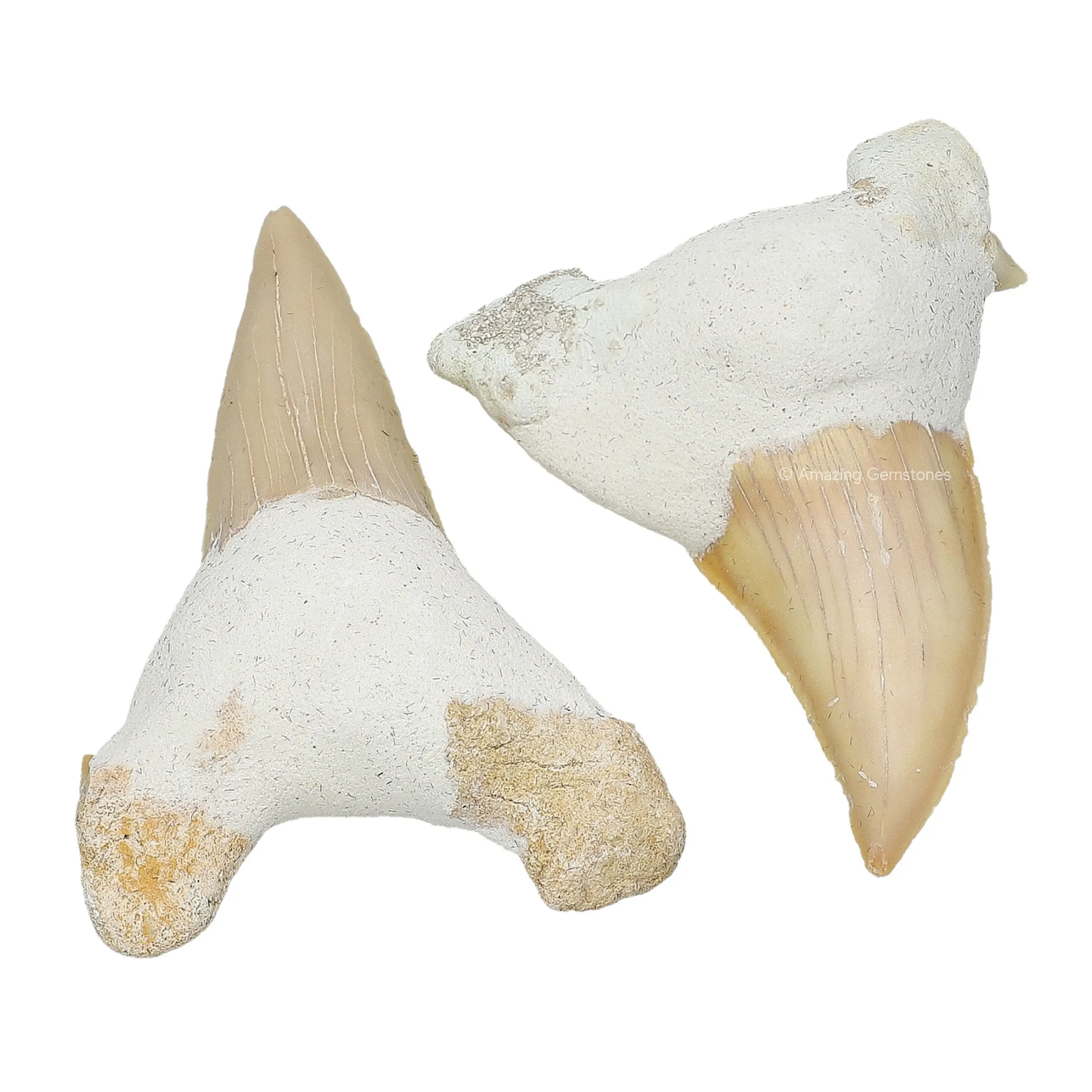 Amazing Gemstone Real Great White Shark Tooth Fossil Bulk Set - Kids' Educational Collection, Home Decor Item
