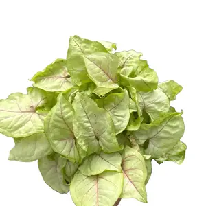 Syngonium Podophyllum Gold Allusion 6" Pot - Care Instructions Not Provided - Decorative Plant Variegated Houseplant