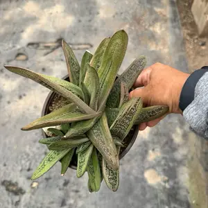 Gasteria 6 inch pot plant