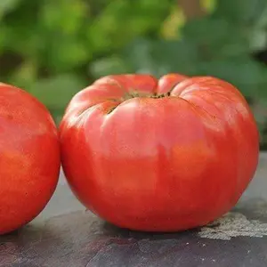 Organic Abe Lincoln Tomato Seeds (Solanum lycopersicum) – Heirloom Variety, Rich Flavor, High Yield, Ideal for Slicing and Sauces – 15+ Seeds