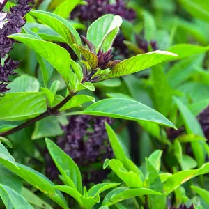 Heirloom Thai Sweet Basil Seeds - Organic and Regenerative Garden Seeds