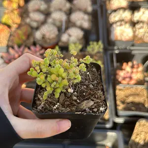 Echeveria Candy Tree Cluster (around 1.5'') - Bare Root Succulents - Terra Tales