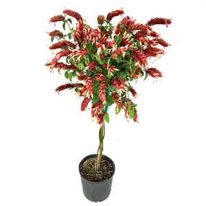 Shrimp Tree - Live Plant in a 10 Inch Growers Pot - Justicia Brandegeeana - Rare and Exotic Ornamental Flowering Tree