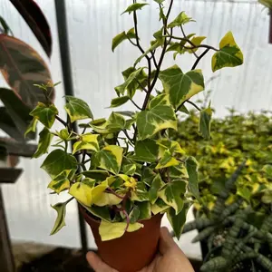 4” Variagated Wax Ivy - BUY NOW - Senecio Macroglossus - low maintenance - live plant - live succulent