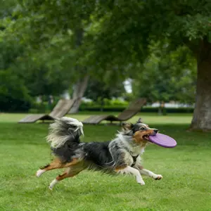 Soft and non-slip silicone dog frisbee game toys, anti-bite, suitable for pet dog training and interactive fun dog supplie