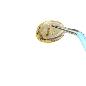 Certified Baltic Amber with Insect Inclusion