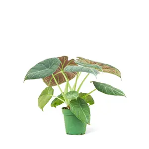 Alocasia 'Grey Dragon', Small