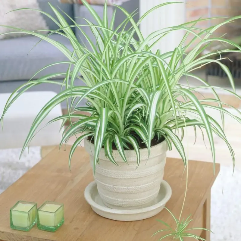 Spider Variegated Chlorophytum Plant Plug (Chlorophytum comosum 'Variegatum') – Hardy, Air-Purifying Houseplant – Perfect for Beginners