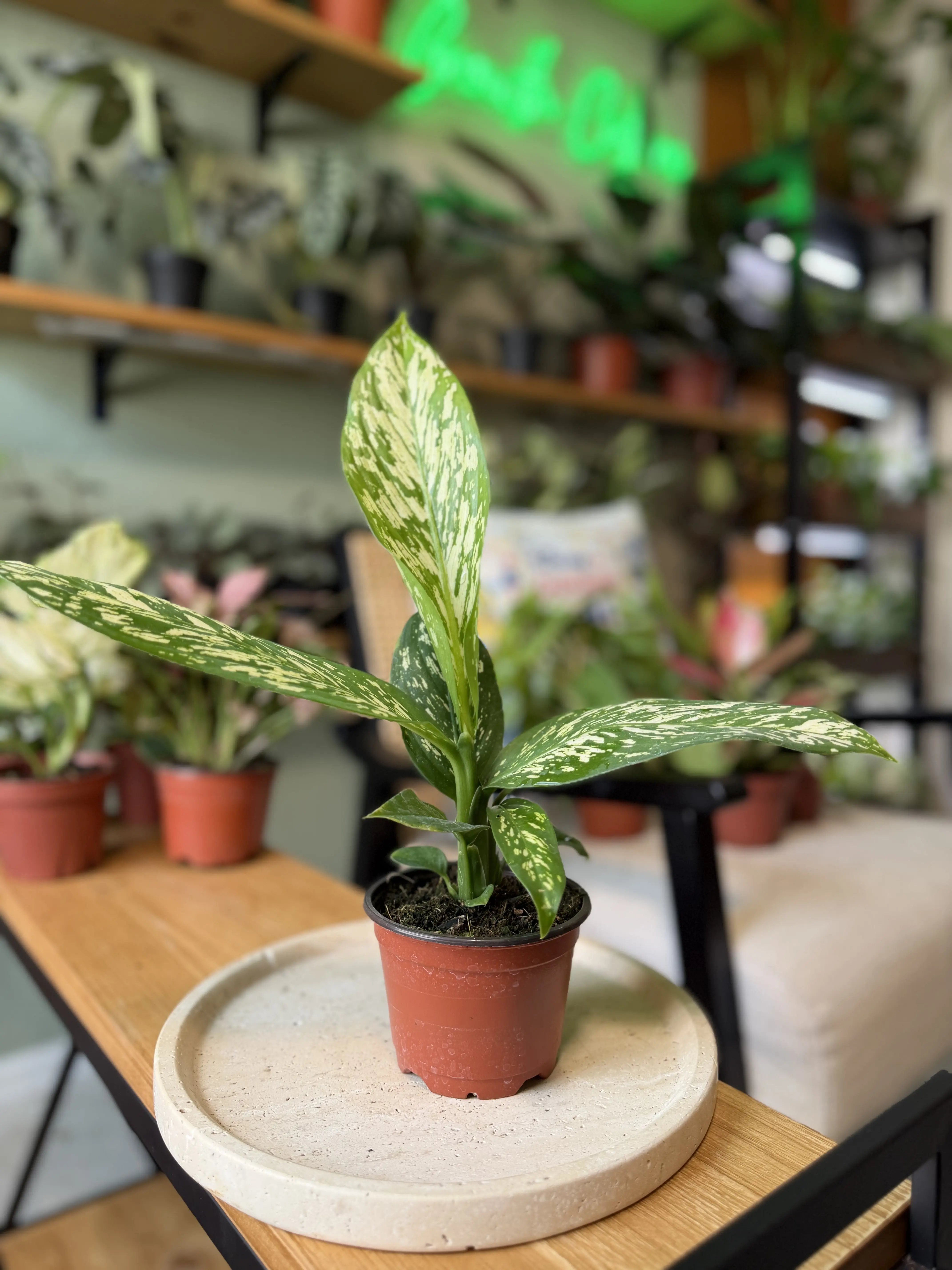 4" Dieffenbachia White Etna – Rare White Variegated Tropical Plant - Premium White Foliage Houseplant