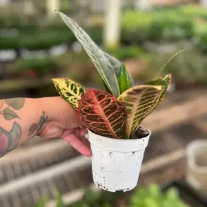 4” Croton Petra