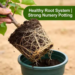 Peach tree live plant with sweet fruit, suitable for home garden potted plants