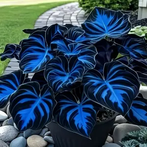 800 Hosta Seeds – Easy-Grow Shade Plants for Home & Patio