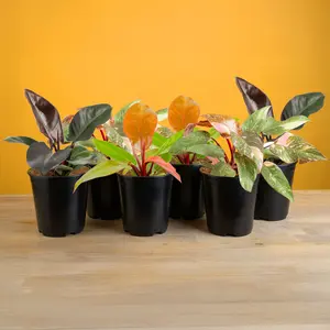 Grower’s Choice Philodendron | medium