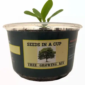 Seeds In A Cup: Tree Growing Kit | Grow your own Tree | Urban Gardening | Educational | Great Gift idea | Easy to use | Do it yourself