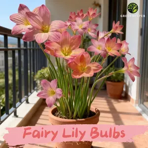 Fairy Lily Bulbs, Rain Lily Living Plants, Suitable for Home Garden Balcony