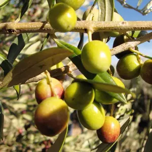 Aberquino Olive Tree Live Fruit Plant - 3 Gal Pot, 2-3 Ft Tall, Outdoor Garden Home Improvement Live Plant