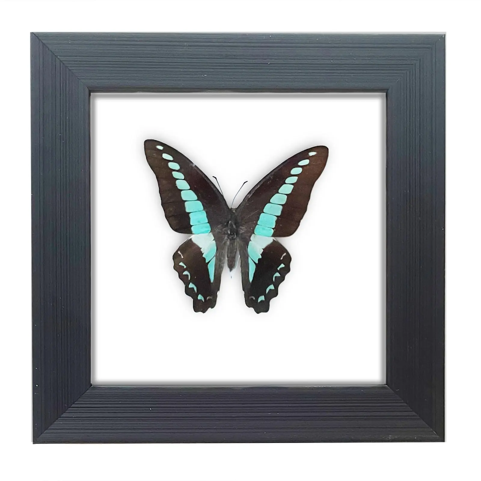 Handcrafted Real Butterfly Framed Taxidermy Shadow Box Collection For Oddities And Curiosities Wall Decor Specimen Science Class Educational Displays Insect Lovers
