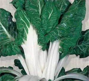 Organic Fordhook Giant Swiss Chard Seeds (Beta vulgaris) – 25+ Seeds for Thick Stalks and Dark Green, Savory Leaves