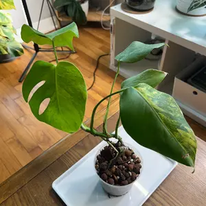 “Paul” the Monstera Aurea