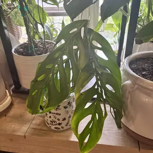 philodendron esmeraldense narrow Philodendron esmeraldense  Carnivero
