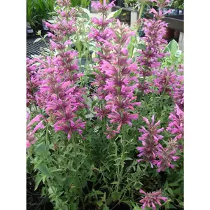 Mexican Hyssop Seeds - Perennial Herb with Purple Flowers, Ideal for Herbal Care