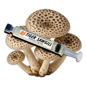Tiger Sawgill (Lentinus Tigrinus) Liquid Culture