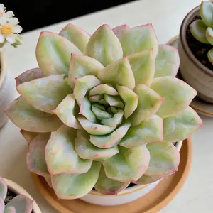 Viral Echeveria ‘Floral Bride’ Succulent – Colorful Live Plant | Bare Root, Easy-Care Aesthetic Plant Gift & Home Decor