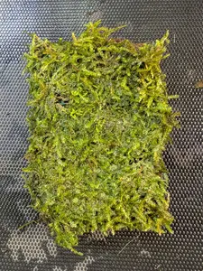 BUY 2 GET 1 FREE Plants on Mats! Java Moss on Weighted Mat-Easy Live Aquarium Pond Aquatic Plant