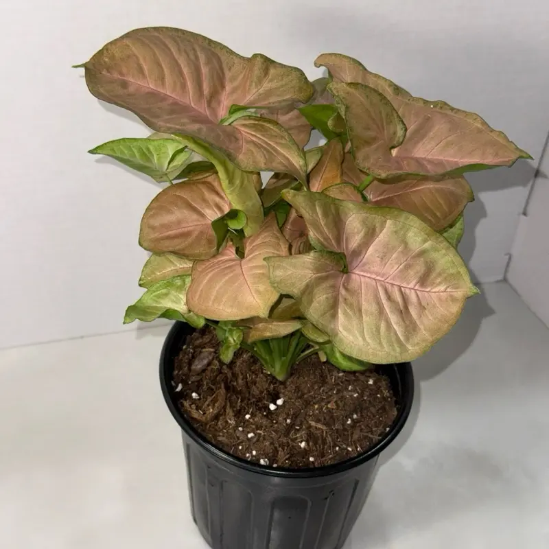 Pink Syngonium Live Aquatic Plant