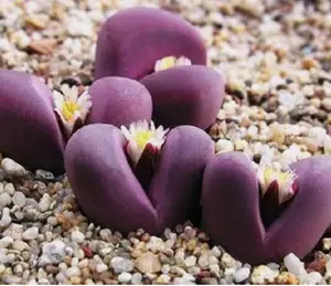 Lithops Optica RUBRA rare mesembs exotic succulent living stones cactus 50 SEEDS