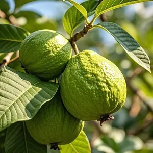 50 Guava Seeds for Planting – Tropical Fruit Tree Seeds for Home Garden, Sweet Fragrant Guava Variety, Easy to Grow Seeds Only, Not Live Plants