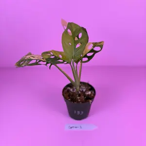 Monstera Adansonii Aurea 4” | Yellow Variegated Swiss Cheese Plant