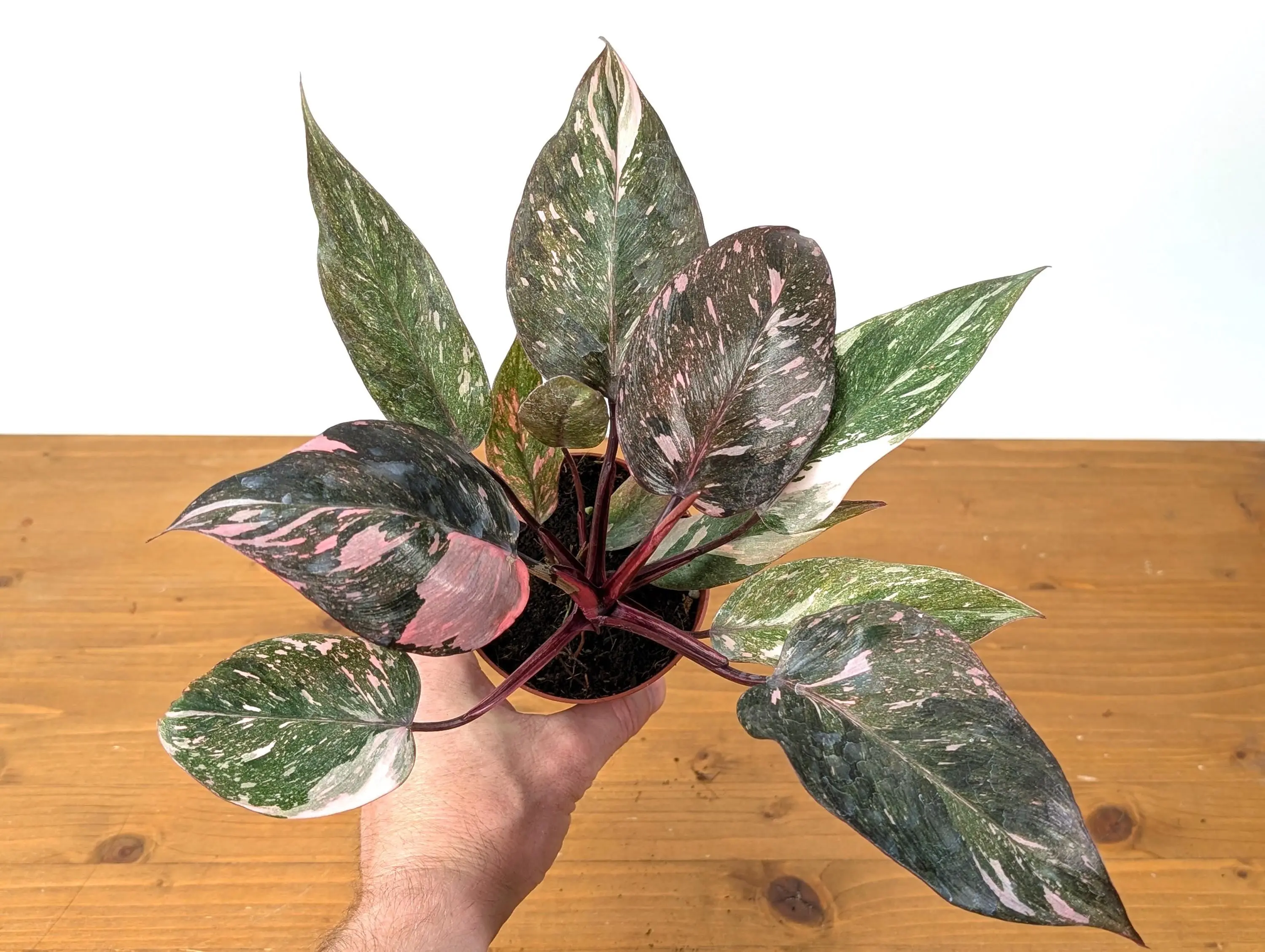 Philodendron Pink Princess Marble Galaxy