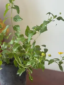 Planta Rompe camisa con raiz