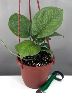 Amydrium Medium Spiderman