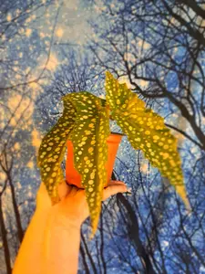 Begonia Butterfly wing